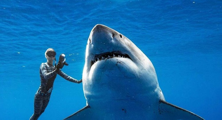 Okyanusta akıl almaz keşif! Yürüyebilen köpekbalığı türü hayrete düşürüyor