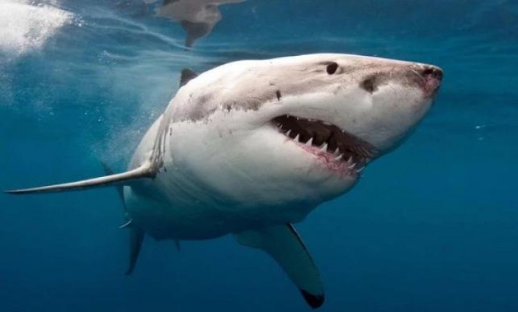 Okyanusta akıl almaz keşif! Yürüyebilen köpekbalığı türü hayrete düşürüyor