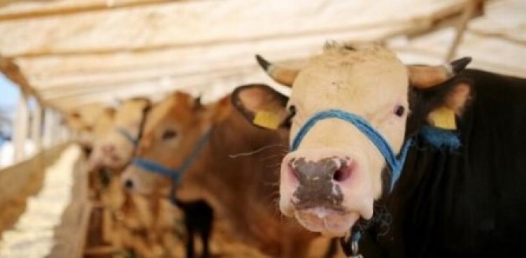 Kurban bayram tatili kaç gün?