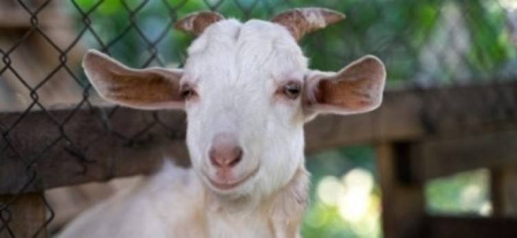 Kurban bayram tatili kaç gün?