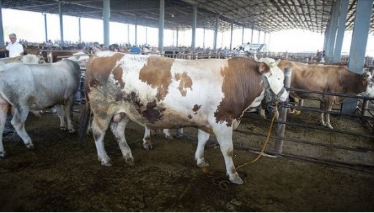 Kurban bayram tatili kaç gün?