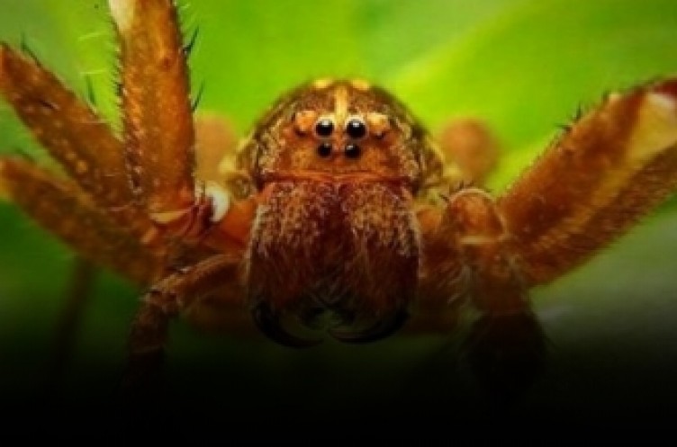Bu örümcek dünyanın en tehlikelisi... Tek ısırıkla acı çektirerek öldürüyor