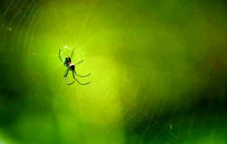 Bu örümcek dünyanın en tehlikelisi... Tek ısırıkla acı çektirerek öldürüyor