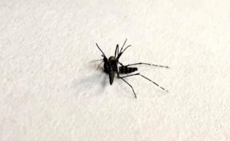 İstanbul’un 4 ilçesinde görülen 'Asya kaplan sivrisineği' paniğe neden oldu