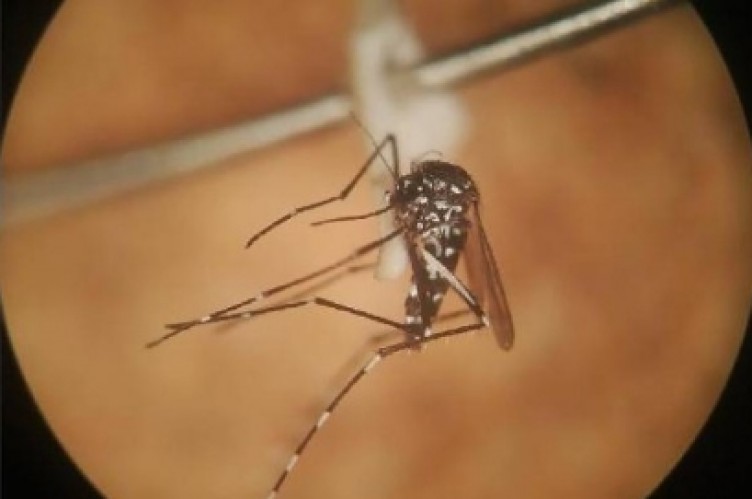 İstanbul’un 4 ilçesinde görülen 'Asya kaplan sivrisineği' paniğe neden oldu