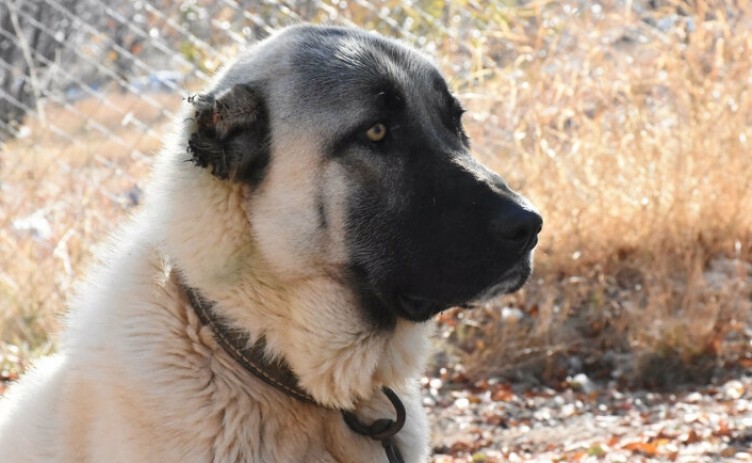 Sivas'tan Adriana Lima'ya üçüncü kangal köpek çağrısı