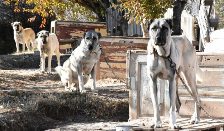 Sivas'tan Adriana Lima'ya üçüncü kangal köpek çağrısı