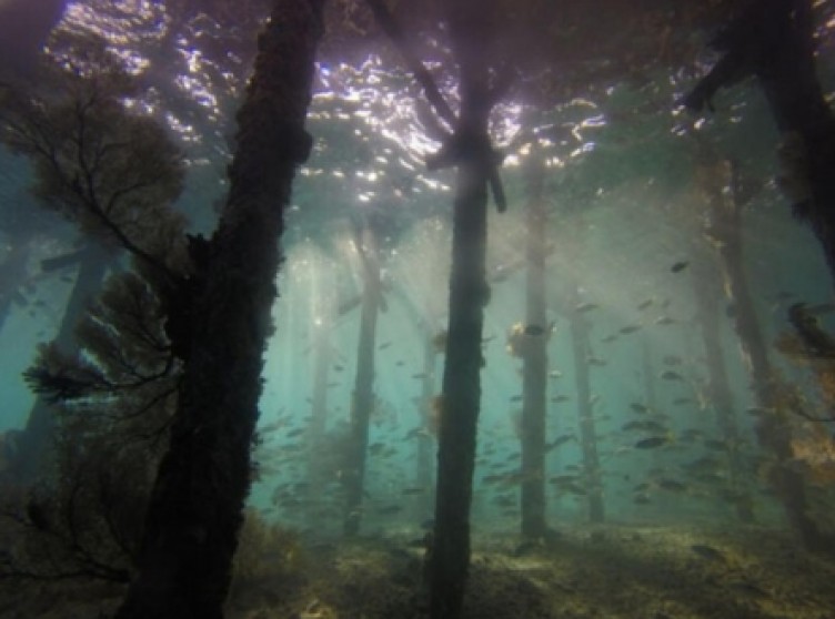 Suyun altında yaşayan kabile bilim insanlarını hayrete düşürüyor
