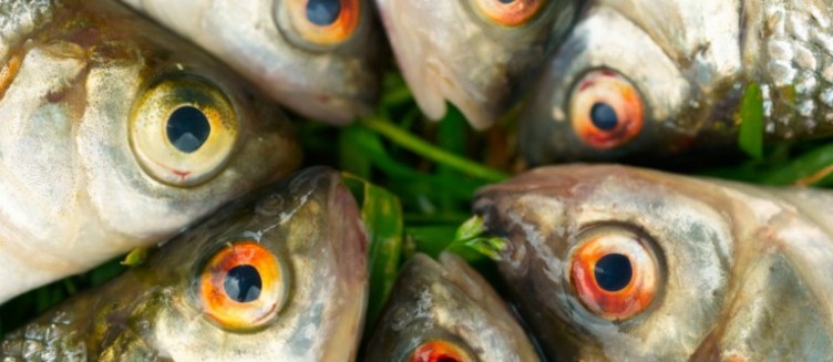Balık yemenin faydaları nedir?