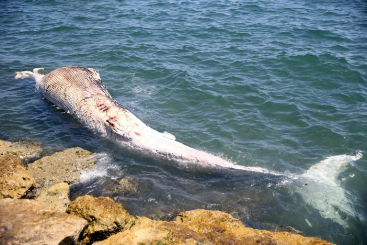Denizde gören polisi aradı: Mersin sahilinde ölü balina bulundu