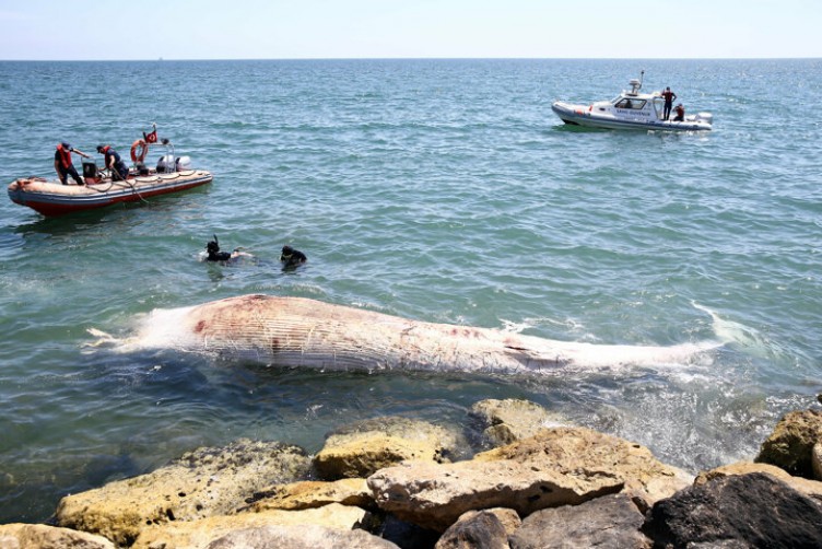 Denizde gören polisi aradı: Mersin sahilinde ölü balina bulundu