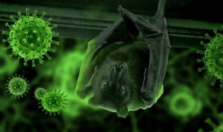 Yeni virüs alarmı: Yarasa nüfusunda çok bulaşıcı ve öldürücü