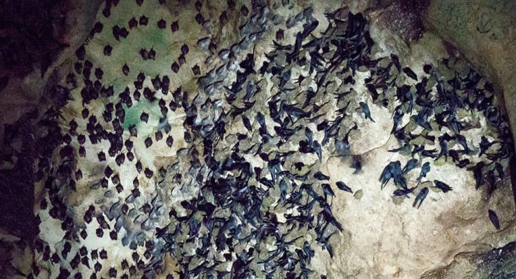 Yeni virüs alarmı: Yarasa nüfusunda çok bulaşıcı ve öldürücü