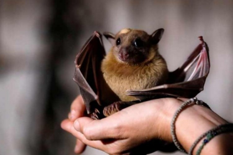 Yeni virüs alarmı: Yarasa nüfusunda çok bulaşıcı ve öldürücü