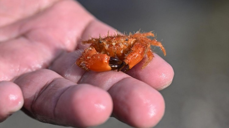 Deniz canlılarının katili: Hayalet ağlar!
