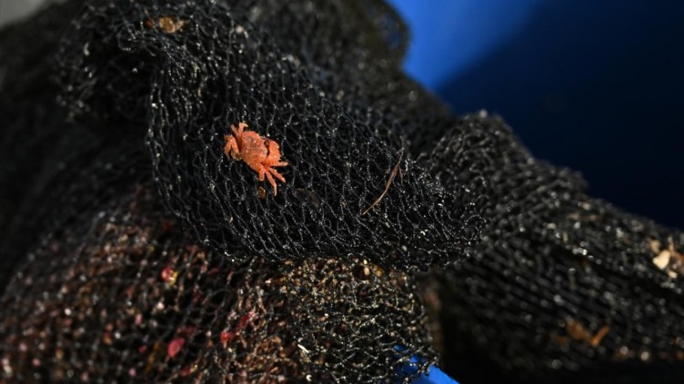 Deniz canlılarının katili: Hayalet ağlar!