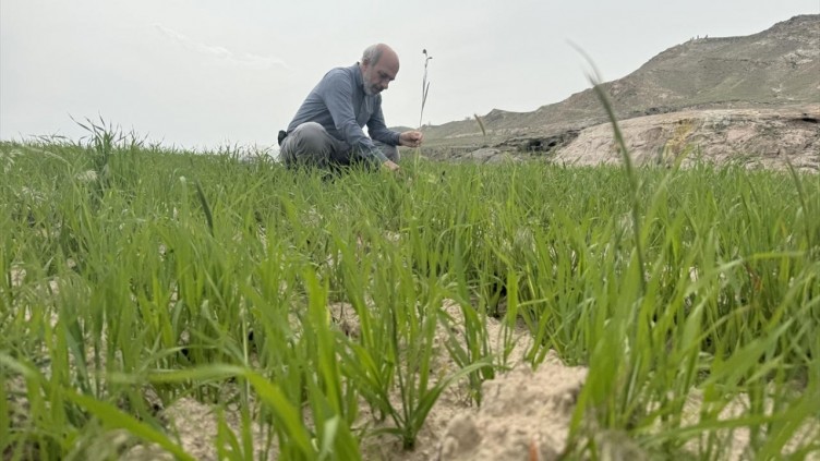 Kapadokya'da 3 endemik bitki türü keşfedildi