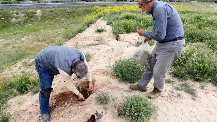 Kapadokya'da 3 endemik bitki türü keşfedildi