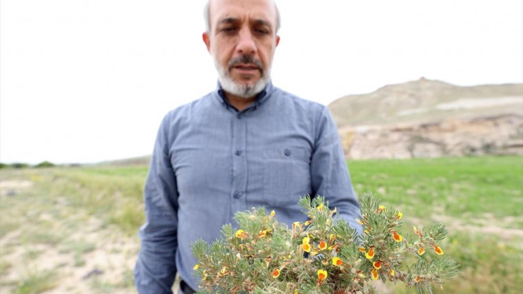 Kapadokya'da 3 endemik bitki türü keşfedildi