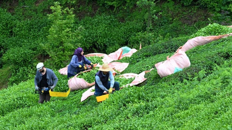 Trabzon'da çay hasadı başladı