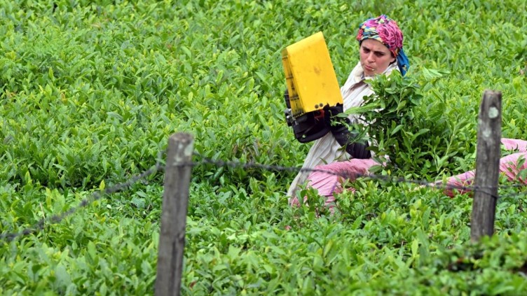 Trabzon'da çay hasadı başladı