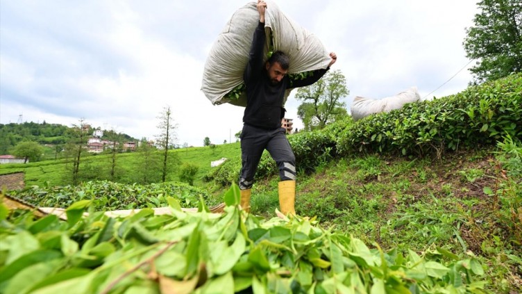 Trabzon'da çay hasadı başladı