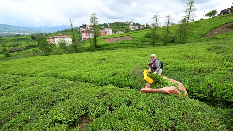 Trabzon'da çay hasadı başladı