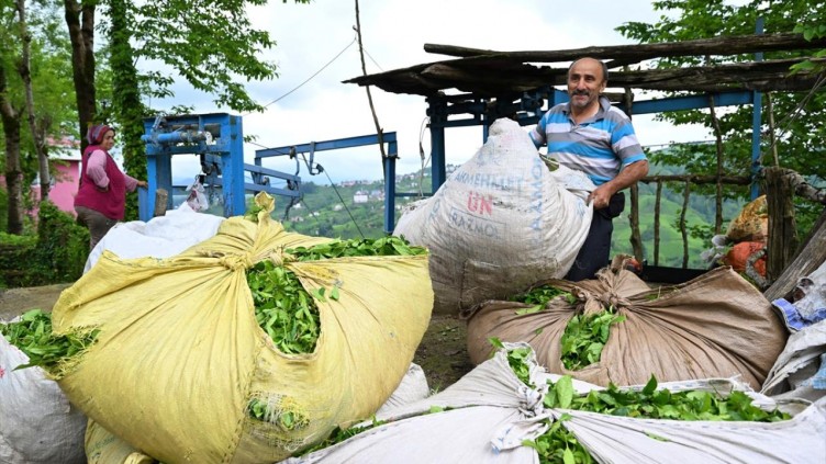 Trabzon'da çay hasadı başladı