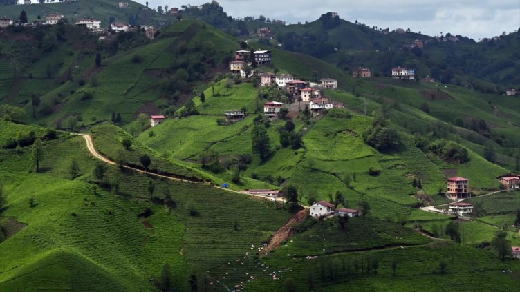 Trabzon'da çay hasadı başladı