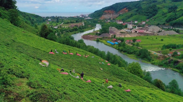 Trabzon'da çay hasadı başladı