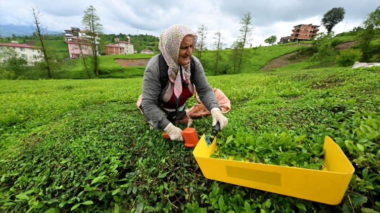 Trabzon'da çay hasadı başladı