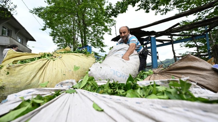 Trabzon'da çay hasadı başladı