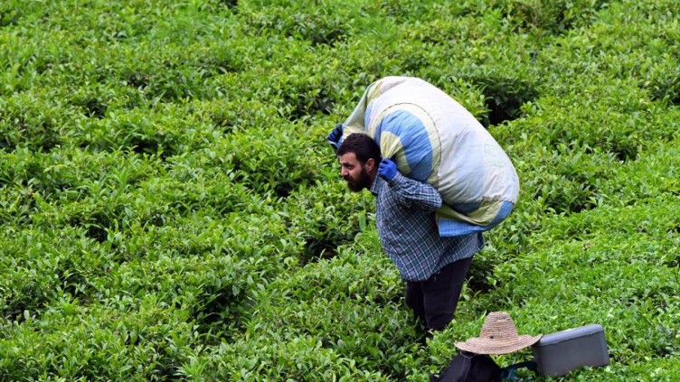 Trabzon'da çay hasadı başladı