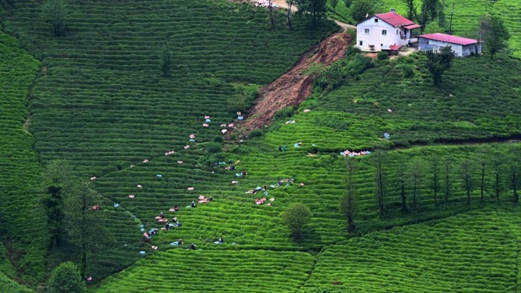 Trabzon'da çay hasadı başladı