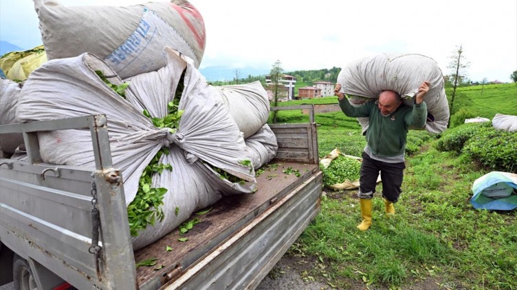 Trabzon'da çay hasadı başladı