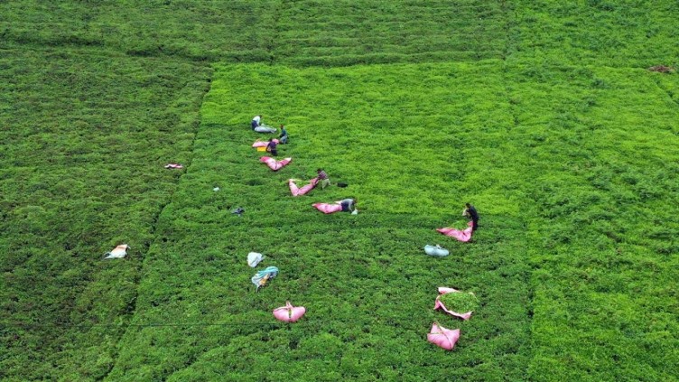 Trabzon'da çay hasadı başladı