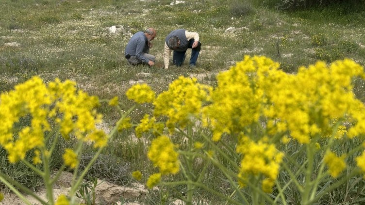 Kapadokya'da 3 endemik bitki türü keşfedildi