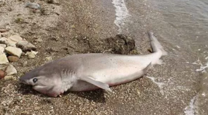 Karantina Sonrasi Geldiler Canakkale De Kopek Baliklari Gundem Haberleri