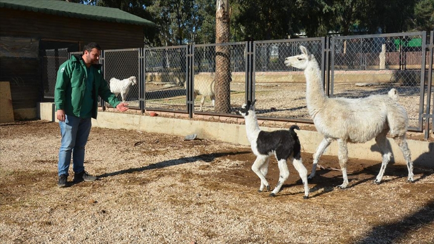 Tarsus Doğa Parkı'nda ilk kez bir lama doğum yaptı