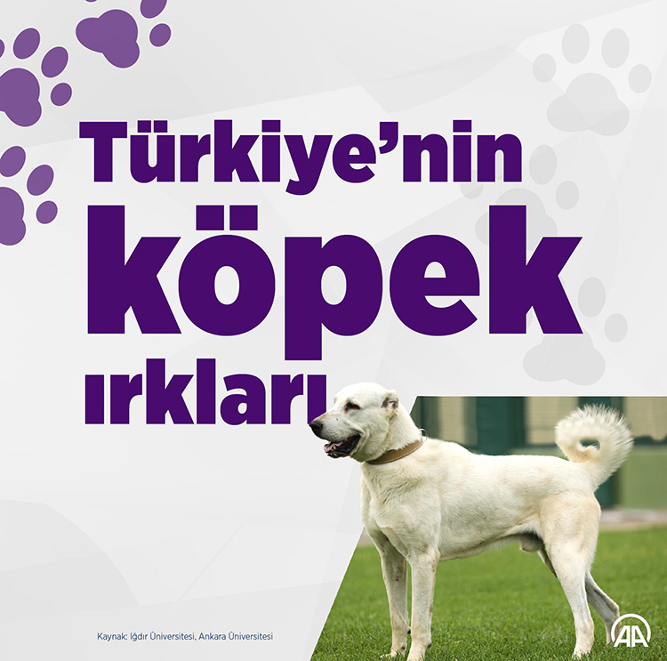 Türkiye'nin en bilinen yerli köpek ırkları