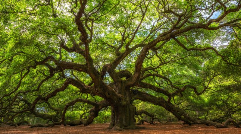 Dünya üzerinde keşfedilmemiş ağaç türü açıklandı