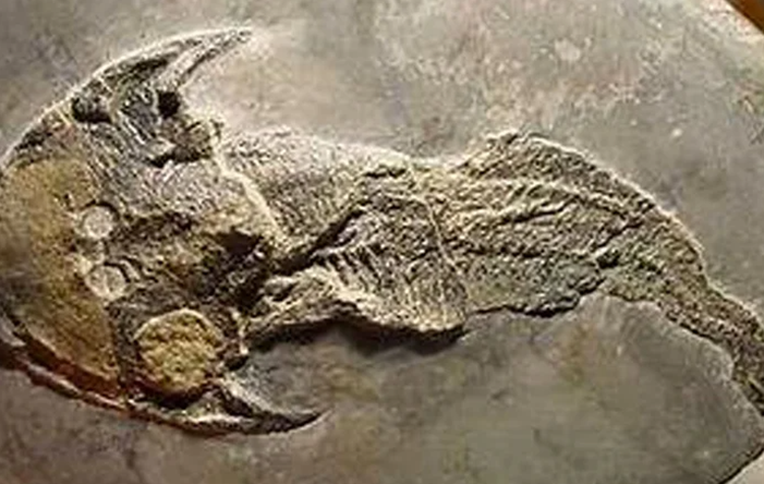 Çin'de 430 milyon yıllık balık fosili ortaya çıktı 