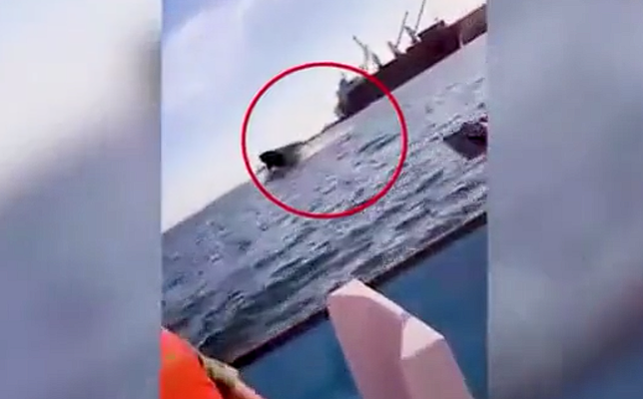 Sudan sıçrayan balina tekneye çarptı! Yaralılar var
