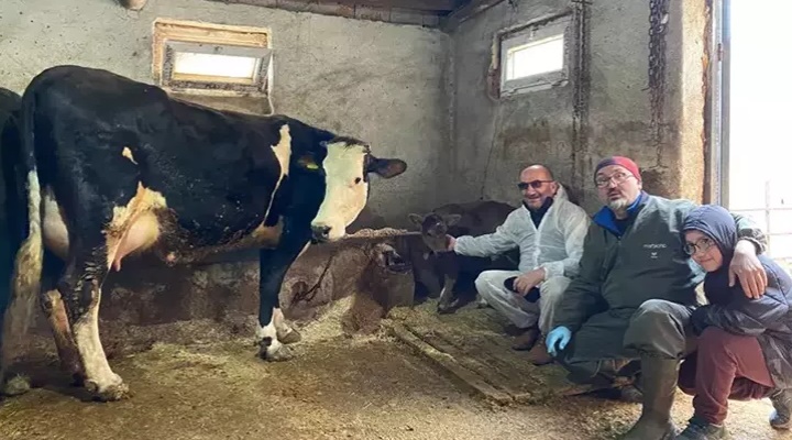 Genetik mühendislikle süt alerjisi taşımayan buzağılar dünyaya geldi