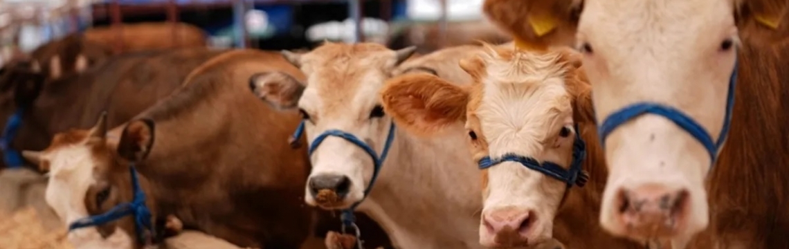 Tarım ve Orman Bakanlığı açıkladı: Şap hastalığı kontrol altına alındı