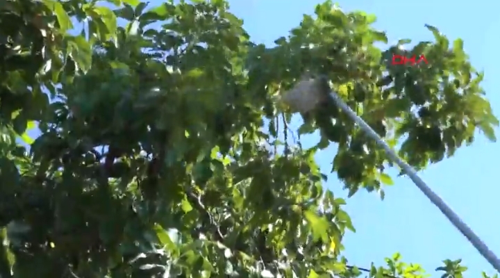 Alanya avokadosunda rekolte beklentisi 150 milyon adet