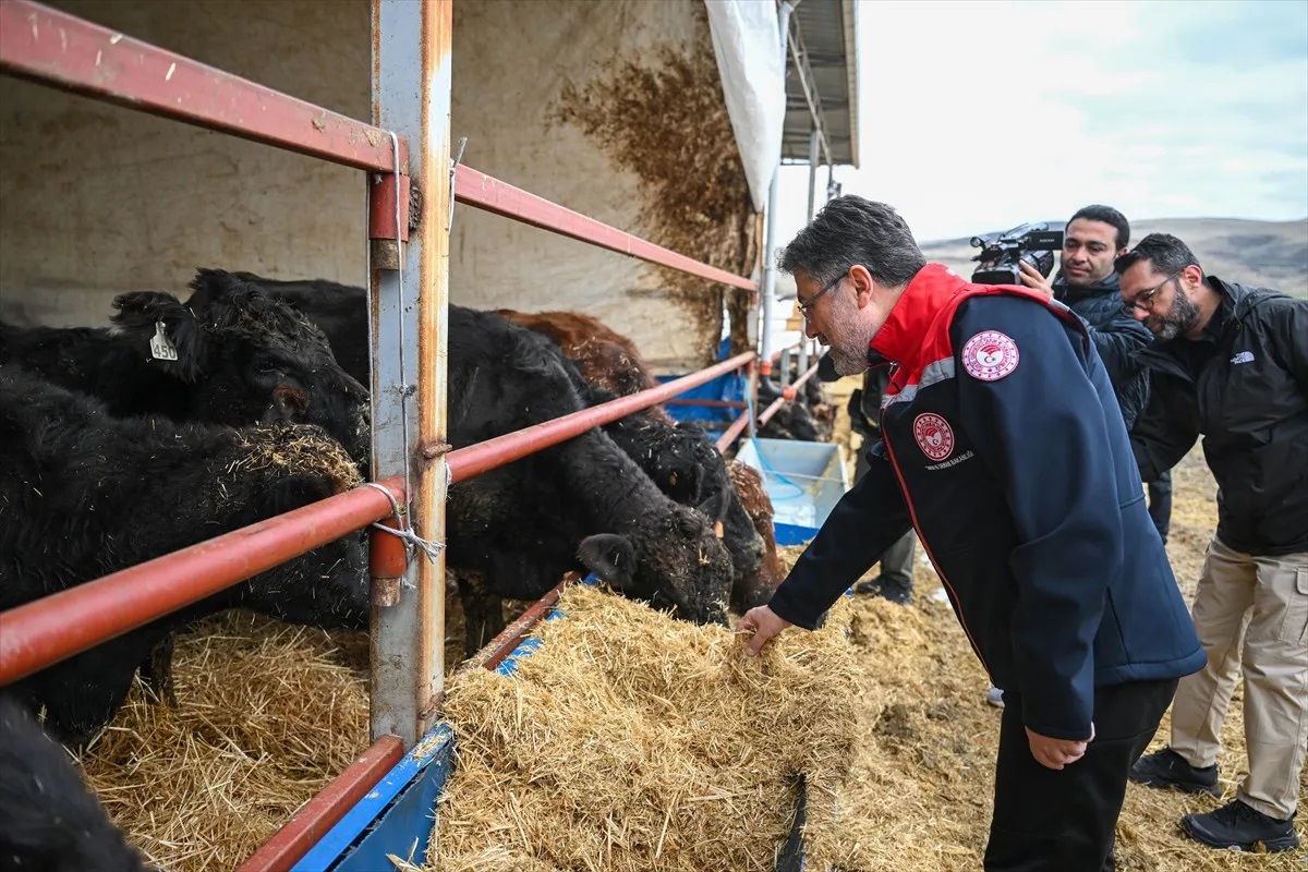 Kırmızı et üretimini artıracak projede hayvan teslimleri başladı