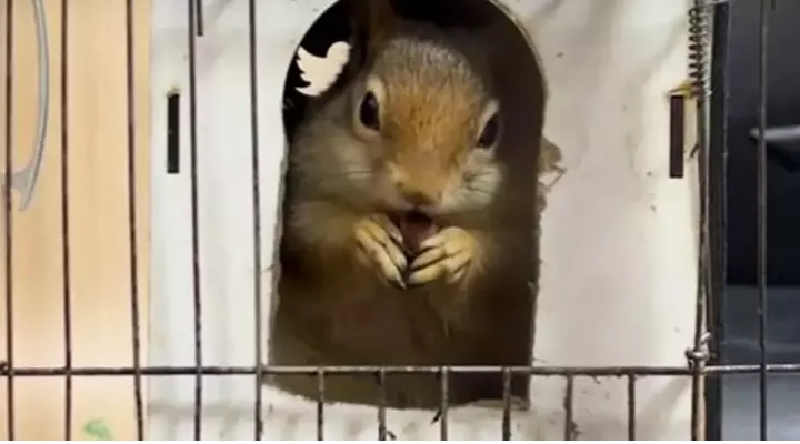 DKMP: İş yerinde tutulan sincaba el konuldu