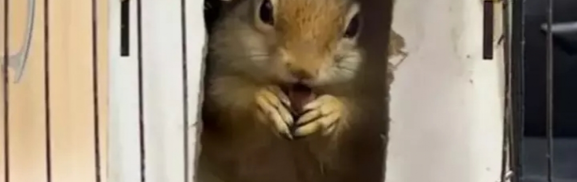 DKMP: İş yerinde tutulan sincaba el konuldu