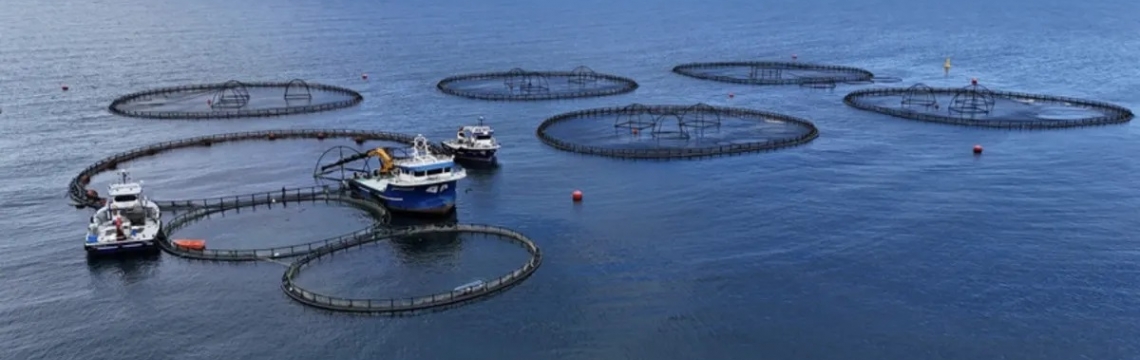 Türkiye, Akdeniz ve Karadeniz'de su ürünleri avcılığı ve yetiştiriciliğinde lider ülke